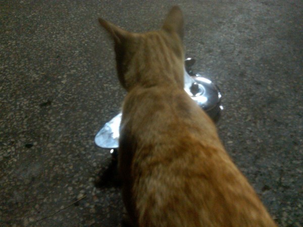 IMG00191-20110711-2233.jpg (688.71 KiB) Viewed 383298 times The workshop cat liked it, too!